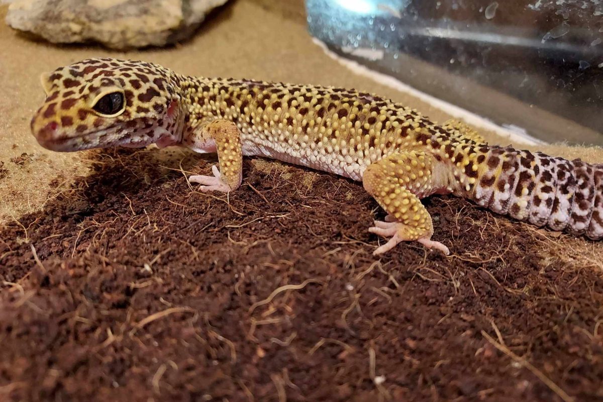 Wilma, Leopard Gecko | Black Pine Animal Sanctuary