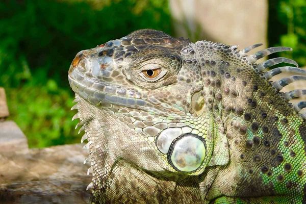 Black Pine Animal Sanctuary