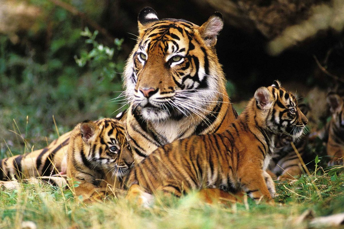 Tiger Haven  A Safe Place for Big Cats