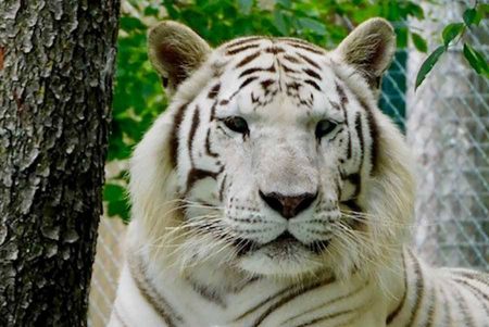 Cats | Black Pine Animal Sanctuary