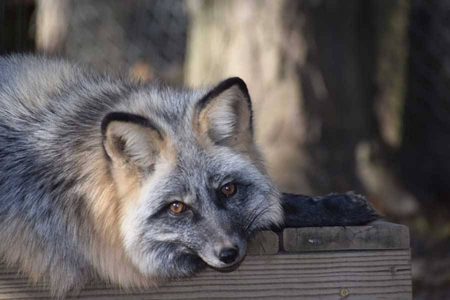 Todd, Red Fox | Black Pine Animal Sanctuary